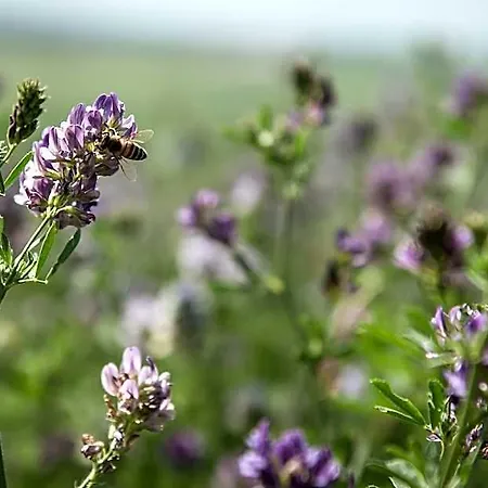 La Mellifera 호텔 5*